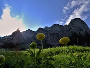 20 Trollius europaeus (Botton d'oro), sul sent. 219 alle pendici del torrione del Corno Branchino 